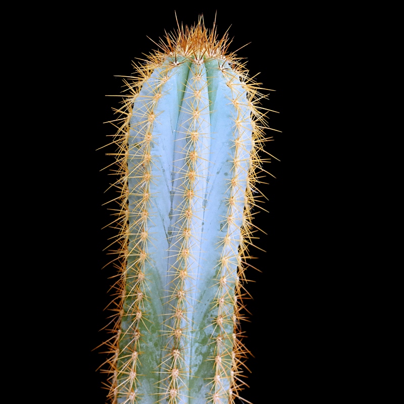 Bright blue columnar cactus