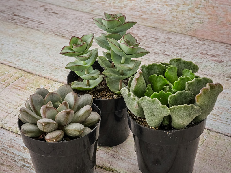 Three new succulents for the collection