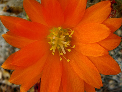 Tangerine-colored flower 