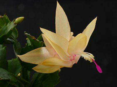 Schlumbergera truncata in bloom 